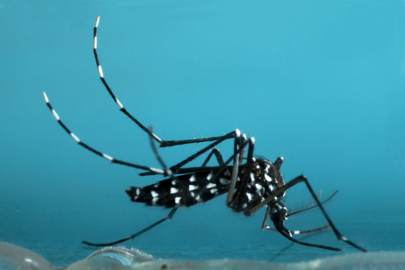 יתוש הנמר האסייתי