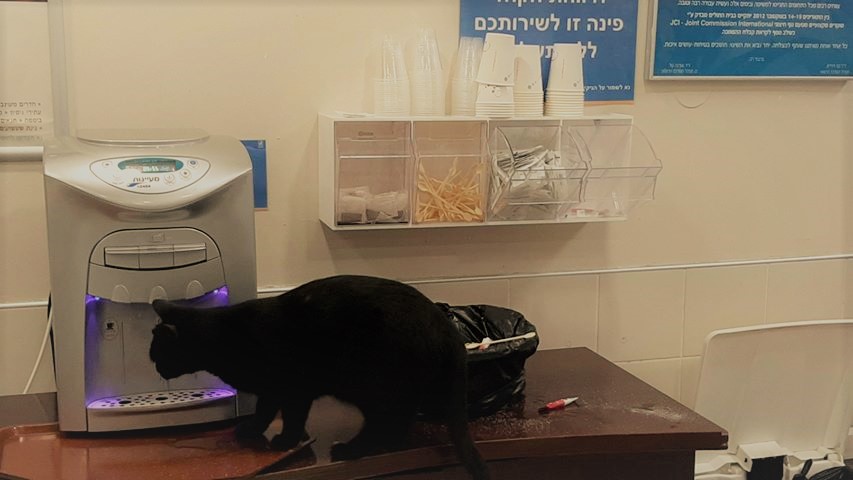 חתול בבית החולים אסף הרופא