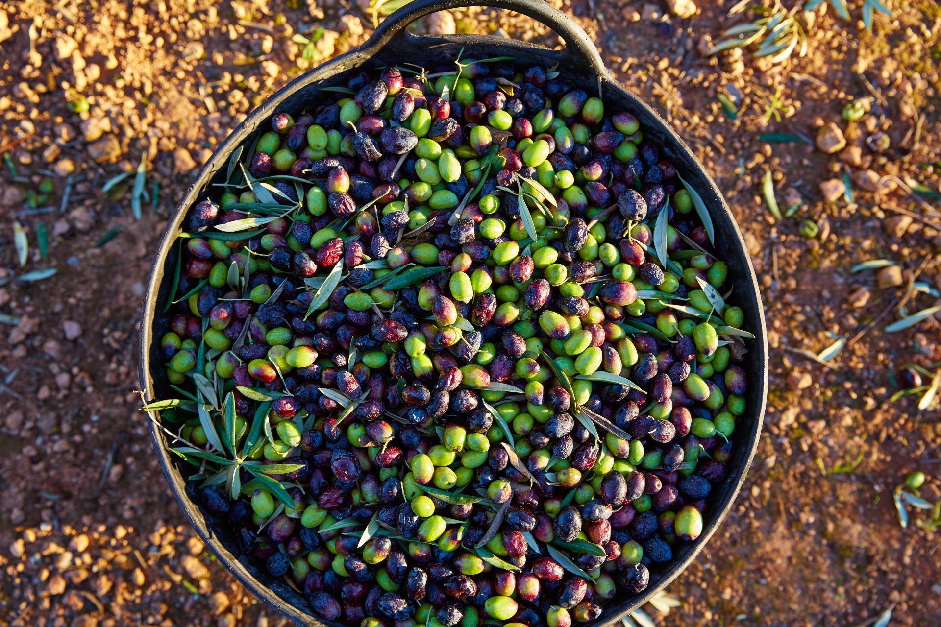 שמן זית ישראלי: הכירו את בתי הבד הדרומיים של ארצינו, צילום: Shutterstock