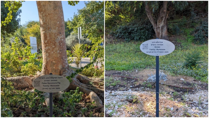 פיילוט מידע על עצים בראשון לציון, דוברות העירייה